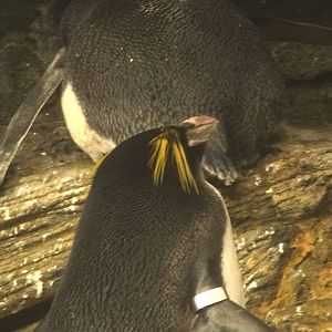 Macaroni penguin