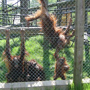 Orangutan nursery