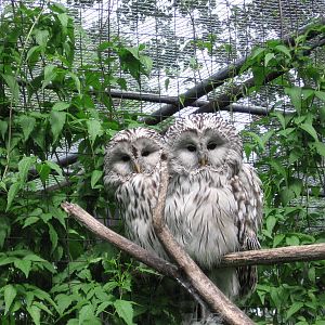 Assiniboine Park Zoo