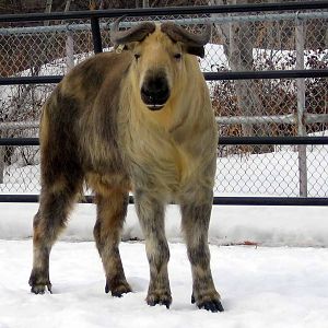 Assiniboine Park Zoo