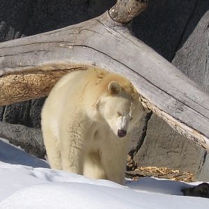 Assiniboine Park Zoo