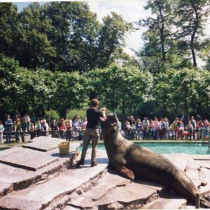 Elephant seal " Charly "