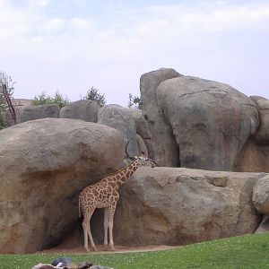 giraffe and crane at bioparc Valencia