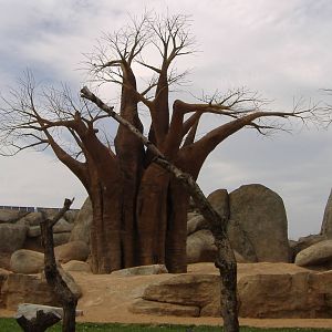 baobabs at bioparc Valencia