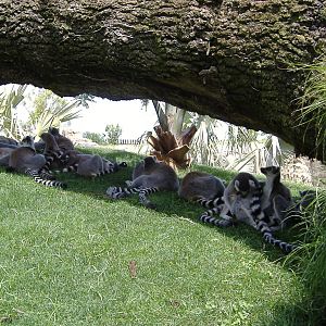 Lemurs at bioparc Valencia
