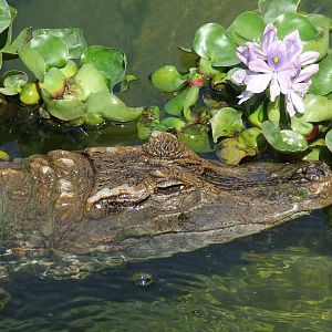 Spectacled caiman, outdoor pool @ Jászberény Zoo, Hungary