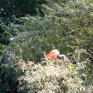 Scarlet ibis