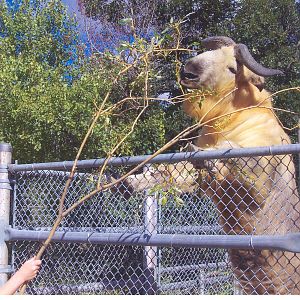 Assiniboine Park Zoo
