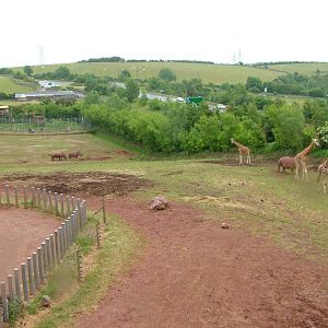 Giraffe, Rhino and Baboon paddock at South Lakes WAP 2008
