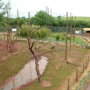 Mandrill and Pygmy Hippo enclosure at South Lakes WAP 2008