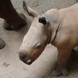 White Rhino calf at South Lakes WAP 2008