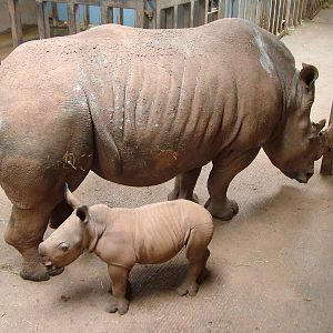 White Rhinos at South Lakes WAP 2008