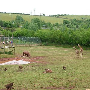 Giraffe, Rhino and Baboon paddock at South Lakes WAP 2008