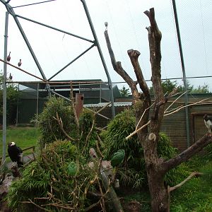 Walk-through aviary at South Lakes WAP 2008