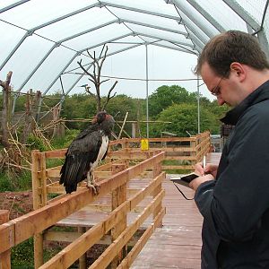 King Vulture at South Lakes WAP 2008