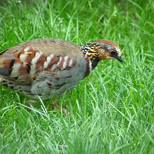 Ricketts' Hill Partridge (Arborophila gingica) at Harewood 2007
