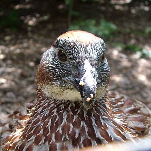 Erckel's Francolin (Francolinus erckeli) at Harewood 2007