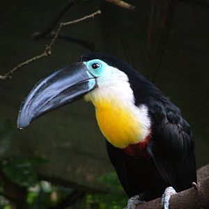 Channel-billed Toucan (Ramphastos vitellinus) at Harewood 2007