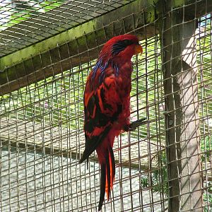 Blue-streaked Lory (Eos reticulata) at Harewood 2007