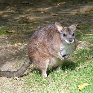 Parma Wallaby at Lotherton 2007