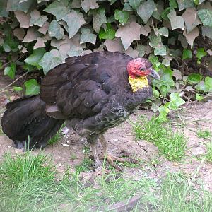 Australian Brush-Turkey (Alectura lathami) at Lotherton 2007