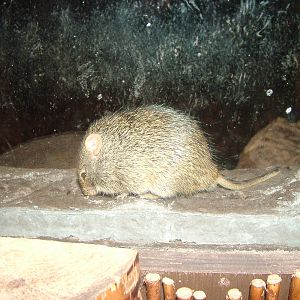 Naumann's Grass Rat (Arvicanthis naumanni) at Chester Zoo 2008