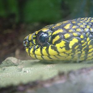 King Ratsnake (Elaphe carinata) at Chester Zoo 2008