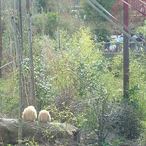 Gibbons watching visitors at Chester Zoo 2008