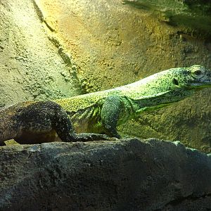Young Komodo Dragon at Chester Zoo 2008