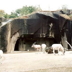 Addax at Vincennes 2002