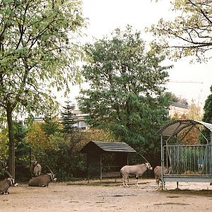 Beisa Oryx at Vincennes 2002