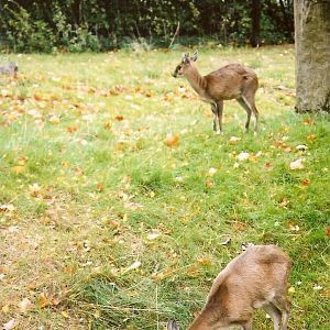 Chousingha at Vincennes 2002