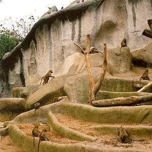 Guinea Baboons (Papio papio) at Vincennes 2002