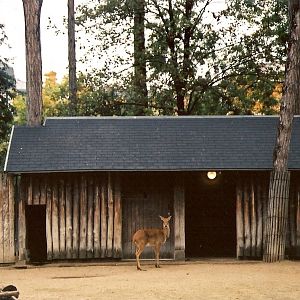 Thai Eld's Deer (Rucervus eldii siamensis) at Vincennes 2002