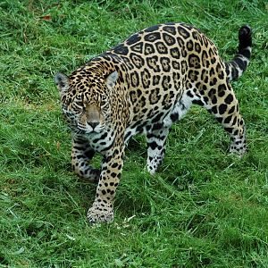 Jaguar