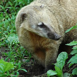 Coati