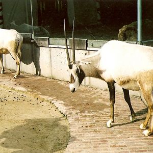 Arabian Oryx at Antwerp Zoo 2002