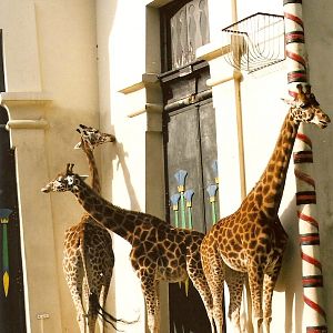 Giraffes at Antwerp Zoo 2002