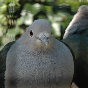 Green imperial pigeon?