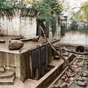 Sloth Bear enclosure at Artis 2002