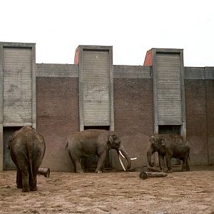 Asian Elephants at Artis 2002