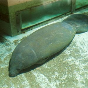 West Indian Manatee at Artis 2002