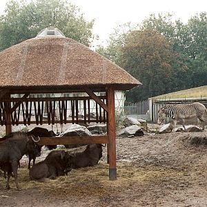 White-tailed Wildebeest and Grevy's Zebra at Artis 2002