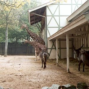 Giraffe, Springbok and Waterbuck at Artis 2002