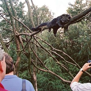 Binturong viewing at Overloon 2002
