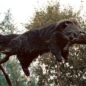 Binturong at Overloon 2002