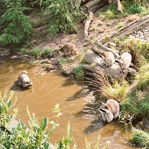 Raccoons at Overloon 2002