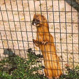 Siberian Weasel (Mustela sibirica) at Overloon 2002