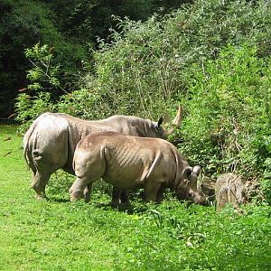 Black Rhinos