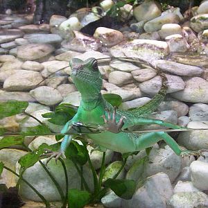 Water Dragon
